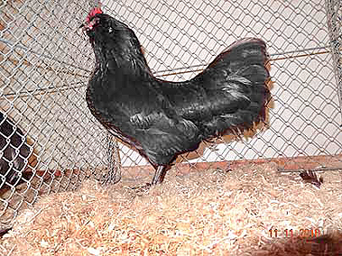 DSC02470 DSC02470