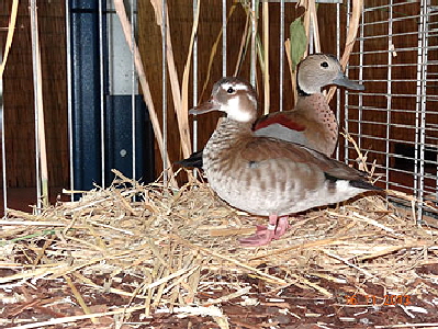DSC00519