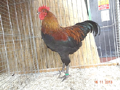 DSC00560