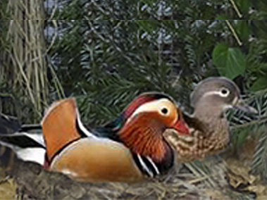 Mandarinenten-wildfarbig1